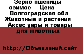 Зерно пшеницы ( озимое) › Цена ­ 300 - Волгоградская обл. Животные и растения » Аксесcуары и товары для животных   